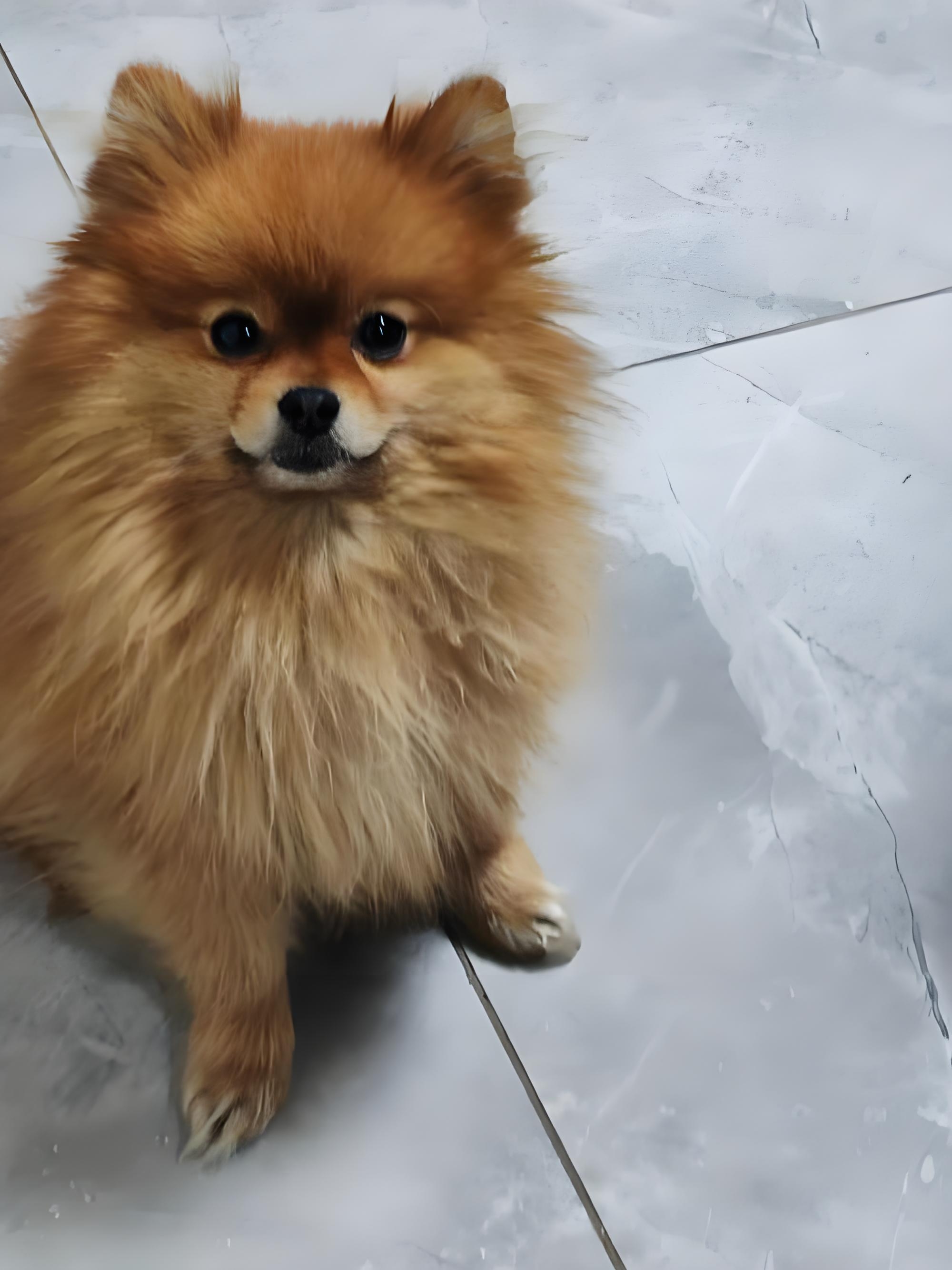 自己养的狗狗找新家了